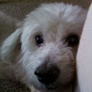 Meet your Posher, Veronica